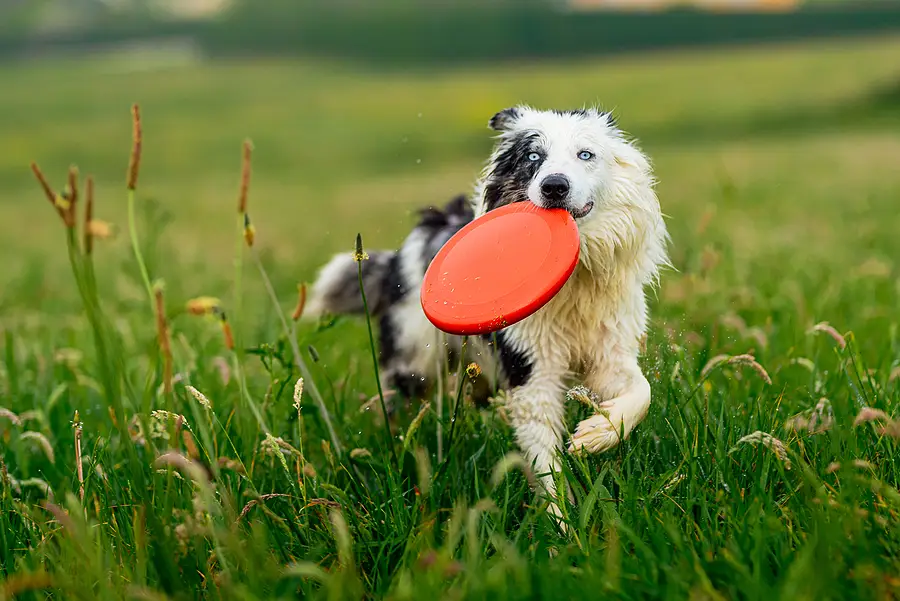 Blue merle border collie dog with blue eyes running happily in the field and playing frisby. Happy dog going for a walk and running. Domestic animals and pets.